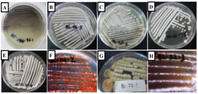 Gambar  1.  Bentuk  koloni  isolat  actinomycetes  terseleksi  aktivitas  antimikroba  tertinggi,   di-mana A : isolat BL-36-1; B : isolat BL-06-5; 