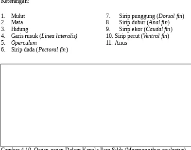 Gambar 4.9. Ikan Silih (Macrognathus aculeatus) Secara UtuhKeterangan: