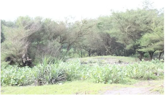 Gambar 10. Vegetasi di Samas