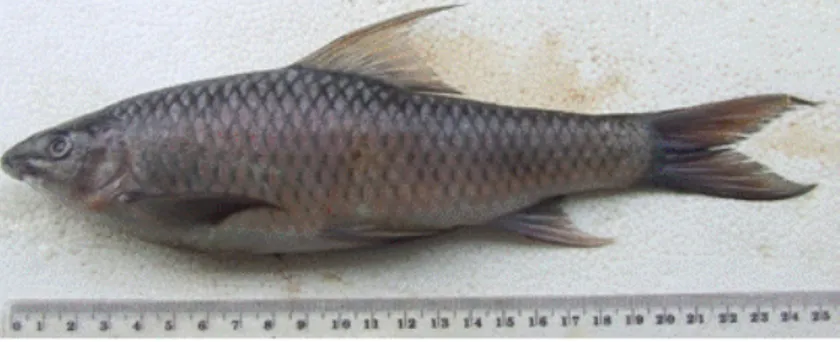 Gambar 1. Ikan kerali (Labocheilos falchifer).