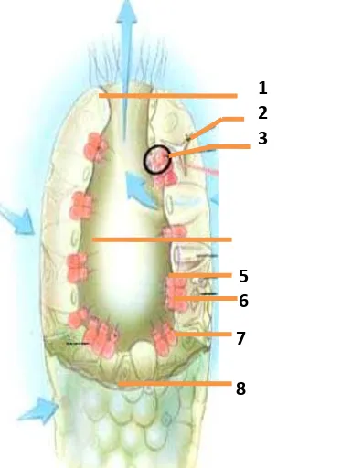 Gambar 2.1  Struktur tubuh porifera 