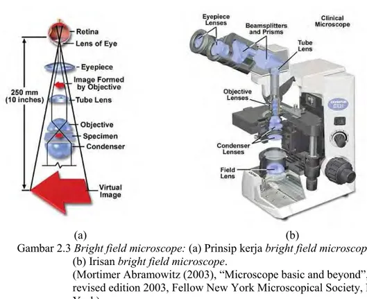 Gambar 2.3 Bright field microscope: (a) Prinsip kerja bright field microscope,  (b) Irisan bright field microscope