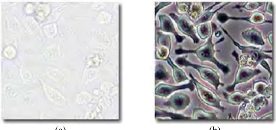 Gambar 2.5 Perbandingan kontras image sel hidup dari dua jenis mikroskop :  (a) bright field microscope , (b) phase contrast microscope   (http://www.microscopyu.com/articles/phasecontrast/ 