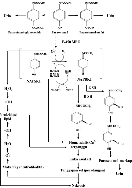 Gambar 5. Rangkuman sistem perubahanhh hayati parasetamol dan aneka  kemungkinan mekanisme kehepatotoksikan (Donatus, 1994) 