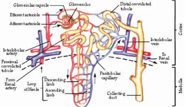 Gambar 1. Laju Filtrasi Glomerulus 