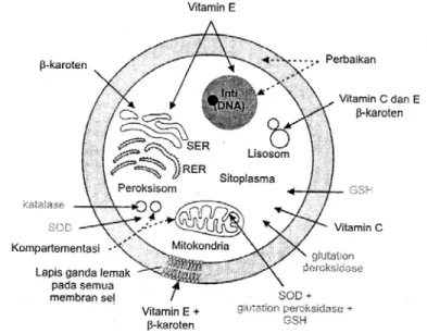 Gambar 4. Mekanisme Pertahanan Sel 2 2.3.1.Vitamin C 