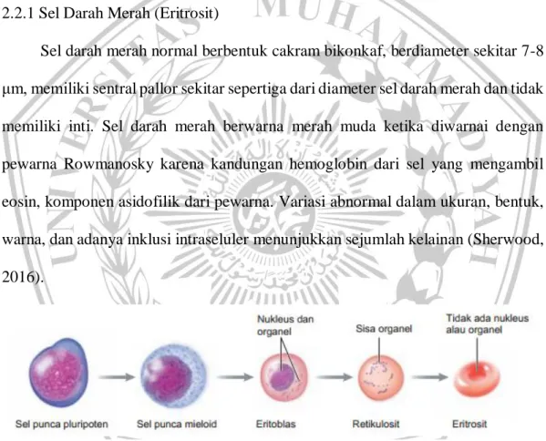 Gambar 2.5 Eritopoeiesis (Sherwood, 2016)  eritropoiesis