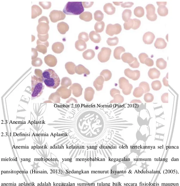Gambar 2.10 Platelet Normal (Patel, 2012) 