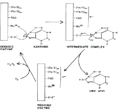 Gambar 1. Mekanisme katalisis oleh gugus persulfid pada xanthine oxidase terhadap xanthine (Edmondson dkk., 1972)