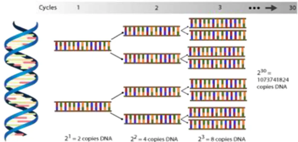 Gambar  1.  Amplifikasi  DNA  dengan  Polymerase  Chain  Reaction  (PCR)  (GeneticID, 2016) 