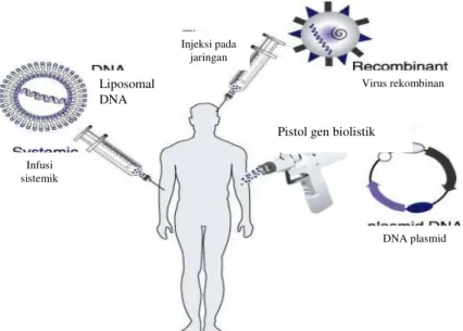Gambar 3.  Terapi gen secara in vivo (Miesfeld, 2000)  Terapi  gen  secara  in  vivo  tetap  