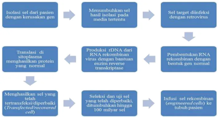 Gambar 4. Terapi gen secara ex vivo (Baldor, 2012)  Transfer Gen 