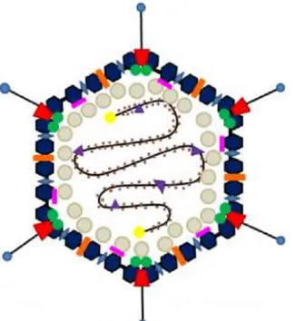 Gambar 6. Struktur adenovirus terdiri dari dua protein utama yaitu protein inti dan protein kapsid  (Waye &amp; Sing, 2010) 
