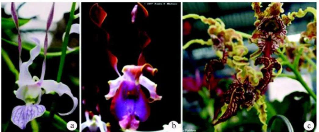 Gambar 5. Bunga  anggrek Dendrobium  tipe  keriting/bertanduk/memilin:  (a)  Den.
