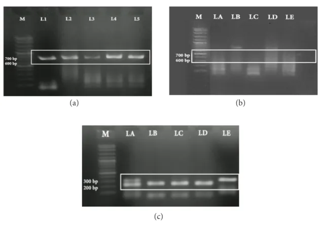 Figure 1 Electrophoregram of DNA amplification on agarose gel 1.25%, (a) sample of fresh hairtail  fish L1-L5, (b) sample of processed hairtail products LA-LE when using full DNA  barcode, (c) sample of processed hairtail products LA-LE using DNA mini barc