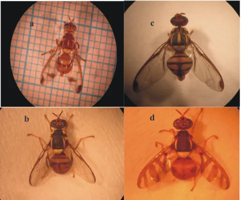 Gambar 2.   Spesies  lalat  buah  yang  ditemukan  di  pertanaman  sayuran  Solanaceae  dan  Cucurbitaceae di Sumatera Selatan (Fruitfly species found at Solanaceous and  Cucurbitaceous vegetable crops in South Sumatera): (a) Bactrocera cucurbitae  (Coquil