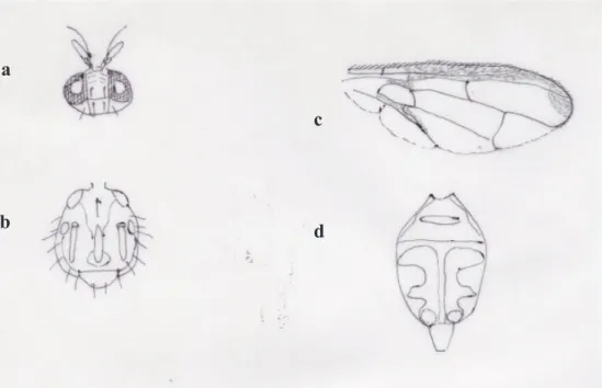 Gambar 5.   Karakter morfologi B. tau (Walker): (a) kepala, (b) toraks, (c) sayap, dan (d)  abdomen (Morphological character of B