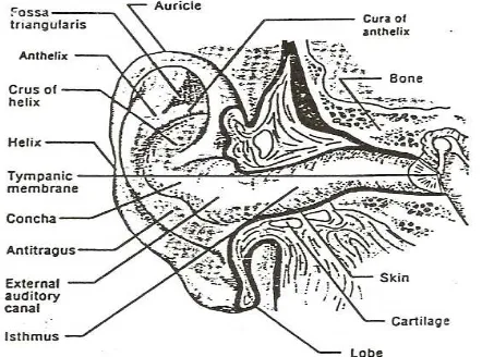 Gambar 1. Anatomi Telinga (Anonim, 2004). 