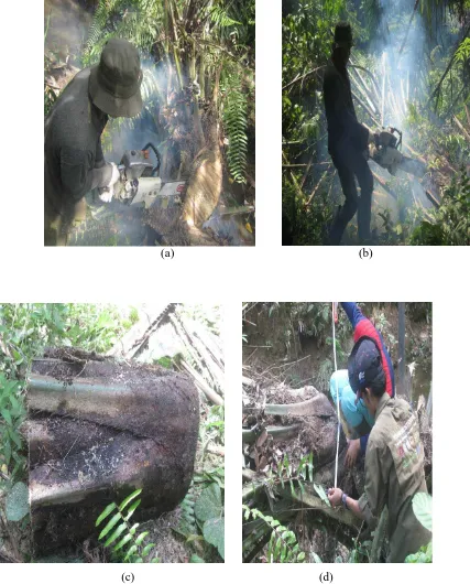Gambar : (a)(b) Proses penebangan tanaman kelapa sawit ; (c) hasil tebangan ; (d)pengukuran diameter batang  