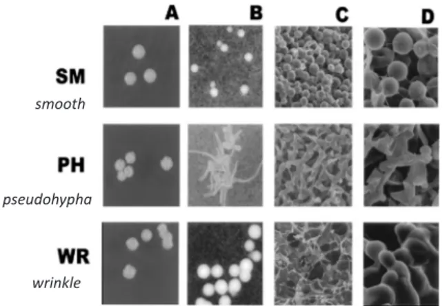 Gambar 13. Gambaran morfologi sel dan kultur   Cryptococcus. A: jenis koloni, pembesaran 4×, B: 
