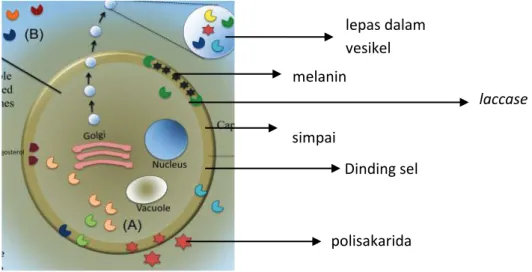 Gambar 1. Gambar diagramtik sel Cryptococcus, tampak dinding sel, simpai dan melanin  (dimodifikasi dari Almeida et al.) 10