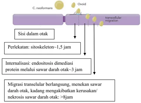 Gambar 2. Mekanisme migrasi transelular Cryptococcus sp. melewati sawar darah  otak.(dimodifikasi dari Gelli, A) 26
