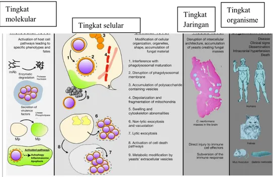 Gambar 6. Mekanisme kerusakan yang ditimbulkan infeksi Cryptococcus neoformans dari tingkat  molekular, selular, jaringan dan pejamu.(dimodifikasi dari Casadevall et al., 14  Sacht et al