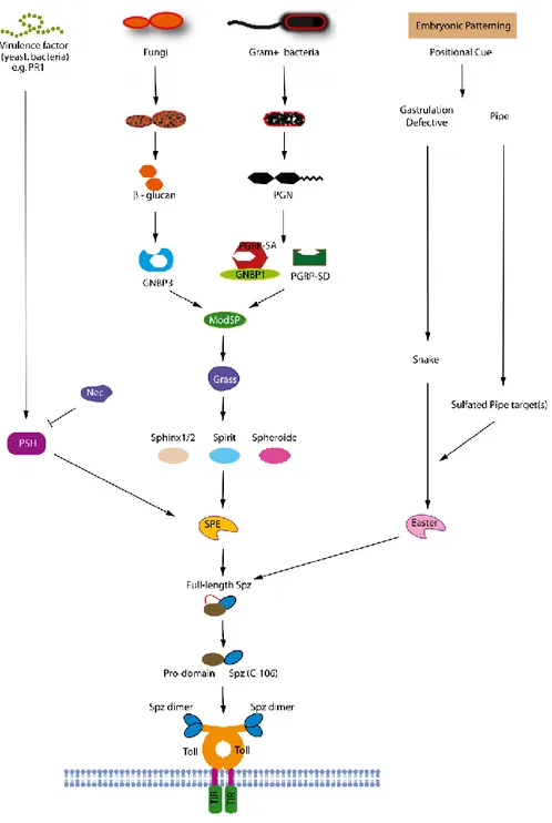 Gambar 1. Jalur mekanisme aktivasi Toll signaling pathway 