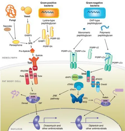 Gambar 2. Jalur sinyal sistem imun Drosophila melanogaster Imd pathway dan Toll  pathway 