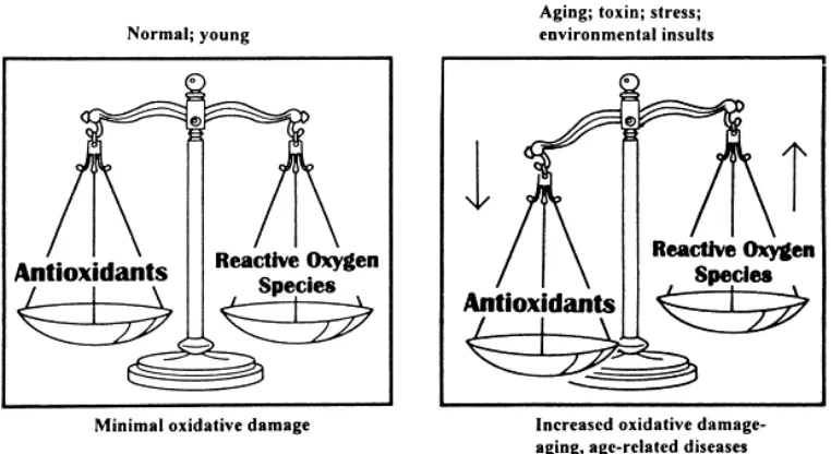 Gambar 1. Hubungan antioksidan dan ROS (Reactive Oxygen Species). 