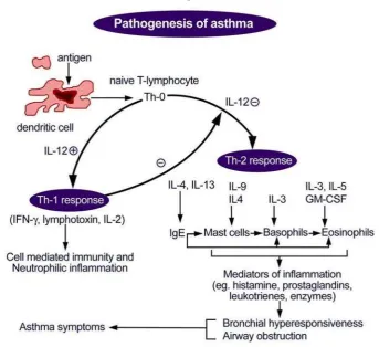 Gambar 2. Patogenesis Asma [19]