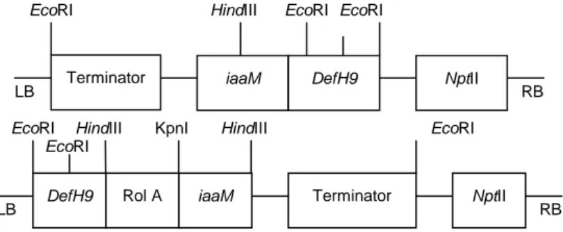 Gambar 1. Konstruksi gen DefH9-iaaM (atas) dan DefH9-RI-iaaM (bawah).