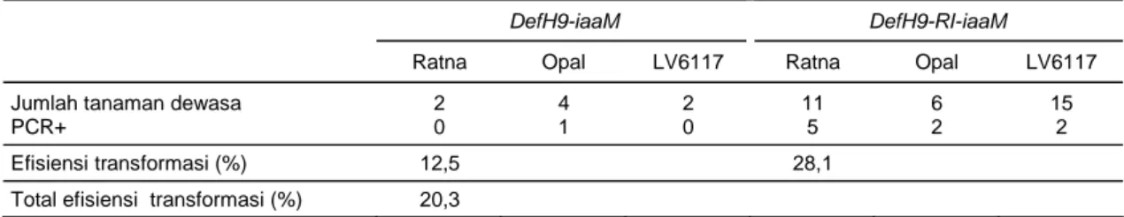 Tabel 5.  Efisiensi transformasi dari dari eksplan yang ditransformasi dengan A. tumefaciens menggunakan gen DefH9- DefH9-iaaM dan DefH9-RI-DefH9-iaaM