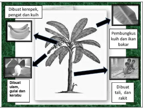 Gambar di bawah menunjukkan carta kegunaan  pokok pisang.  Tulis ulasan tentang kegunaan pokok pisang  dalam bentuk perenggan