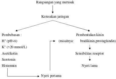 Gambar 4. Mediator yang dapat menimbulkan rangsang nyeri setelahkerusakan jaringan (Mutschler, 1999)