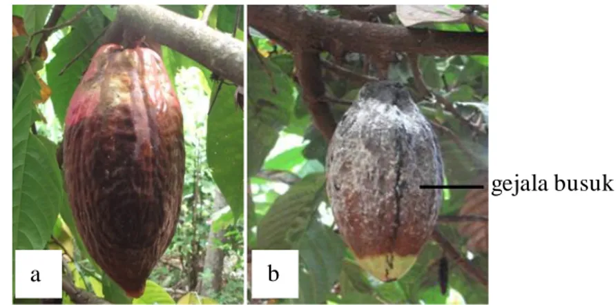 Gambar 1. (a). Buah kakao tempat ditemukannya Phytopthora palmivora dan Fusarium sp dan  (b)