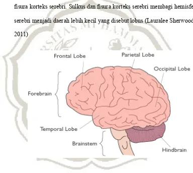 Gambar 2.1 Bagian-bagian Otak  