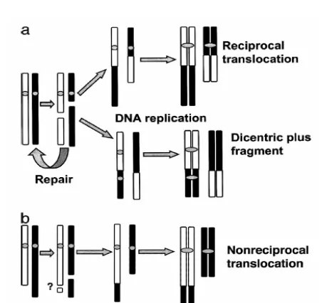 Gambar 1.  Skematis pembentukan translokasi dan disentrik. (a) kromosom disentrik dan translokasi resiprokal