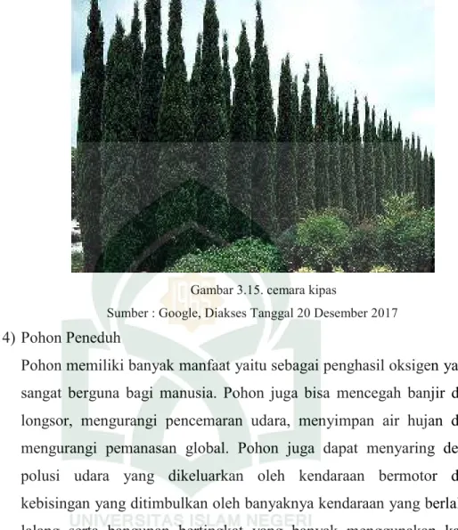 Gambar 3.15. cemara kipas 