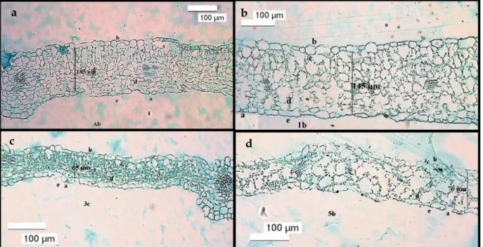 Gambar  1.Pengamatan  mikroskopis  jaringan  mesofil  perbesaran  100x  (a):  Jaringan  mesofil  Kontrol