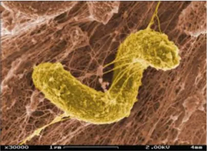Gambar 2.6 Bakteri pereduksi sulfat (Desulfovibrio desulfuricans)  dilihat melalui SEM dengan perbesaran 30.000 kali  
