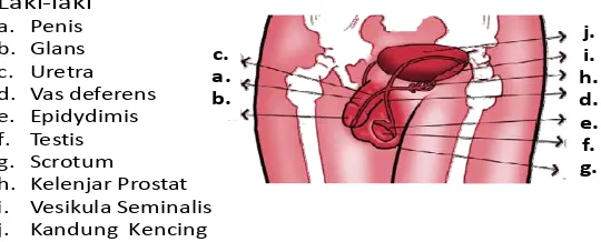 Gambar organ reproduksi laki-laki 