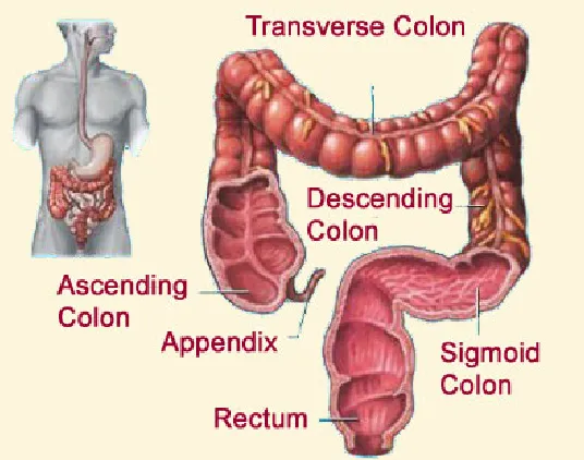 Gambar 1. Anatomi Colon (HolisticWellnessBasics, 2010)  