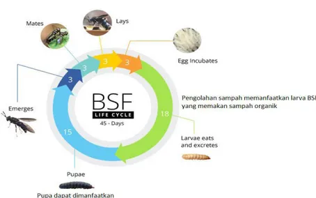 Gambar 1. Siklus hidup BSF  Untuk  pengembangan  Teknologi  BSF 
