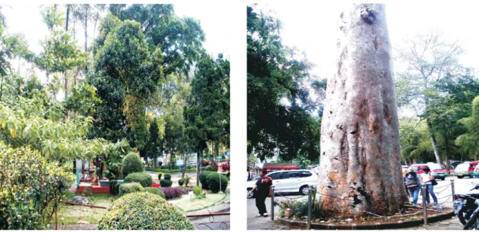 Gambar 2. Salah satu hutan kota dan pohon terbesar yang terdapat di Kota Bandung Figure 2