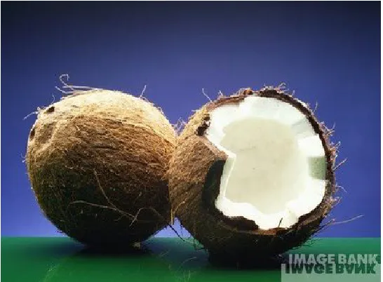 Gambar II.2. Produk kelapa mentah siap dikupas 