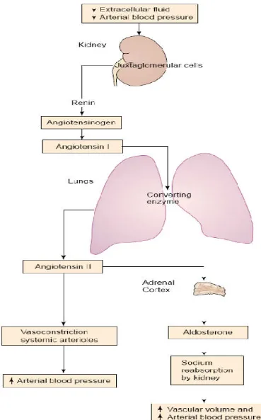 Gambar 2. Bagan sistem renin angiotensin aldosteron (Porth, 2005)