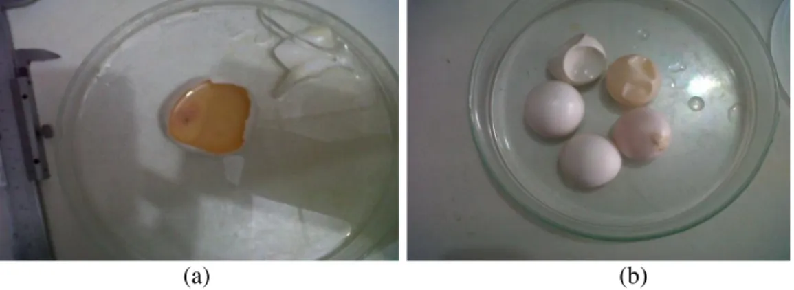 Gambar  2.  Embrio  penyu  lekang  setelah  inkubasi  10  hari.  a)  embrio  yang  berkembang, b) telur penyu lekang