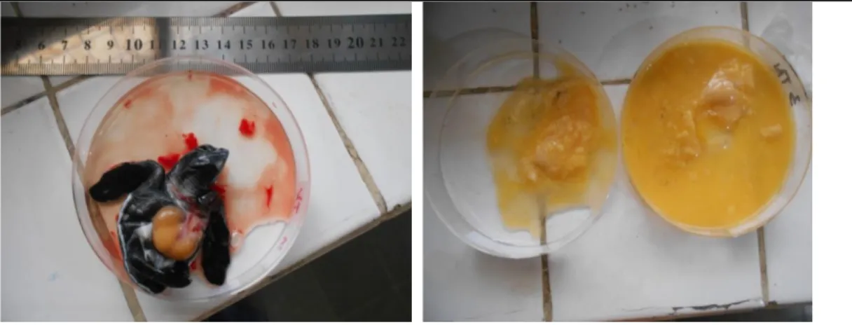 Gambar  4.  Embrio  penyu  lekang  inkubasi  40  hari  a)  embrio  yang  berkembang,  b)  embrio gagal berkembang 