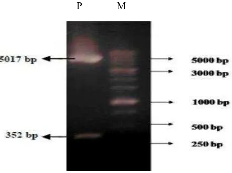 Fig. 1.  Nucleotide fragment as the result of pET28a-SoSUT1 restriction plasmid. pET28a-SoSUT1 which had been cut using Xhol and Xbal produce 2 nucleotide fragments with the size of 5017 bp and 352 bp